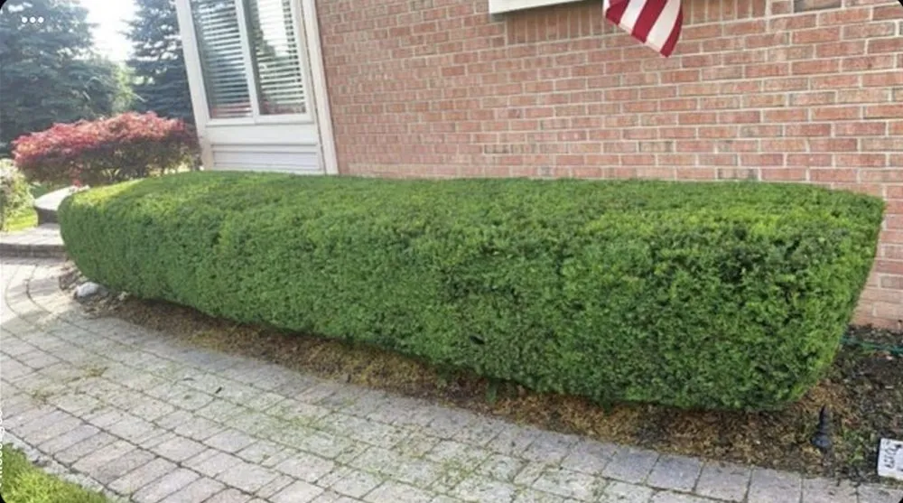 Professional landscape design in Harrison Township, MI - Living Green