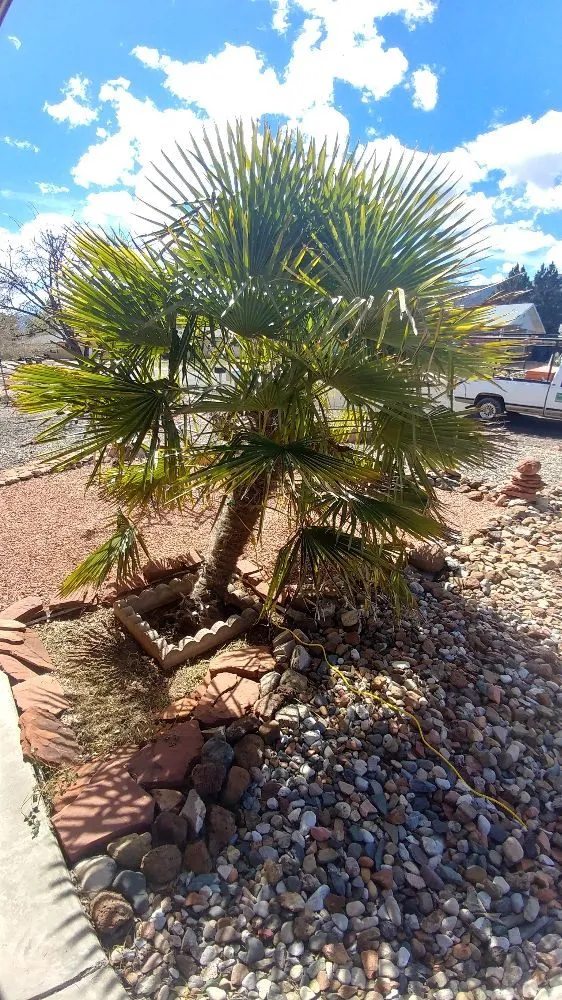 Reliable landscaping services in Cottonwood, AZ by Living Landscapes AZ