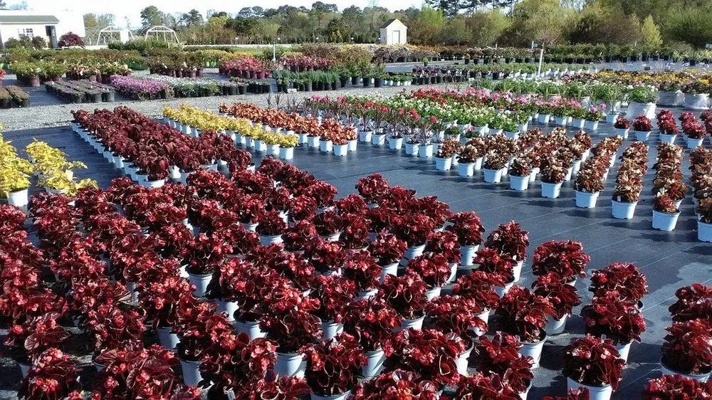 Expert garden landscaping experts serving Powells Point, NC - Living Oaks Landscaping & Tree Services