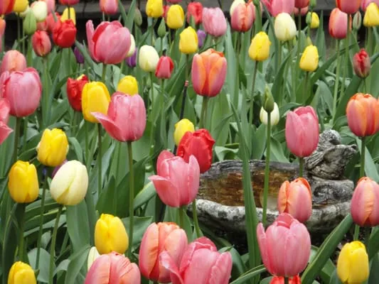 Living Outdoors Landscapes Logo