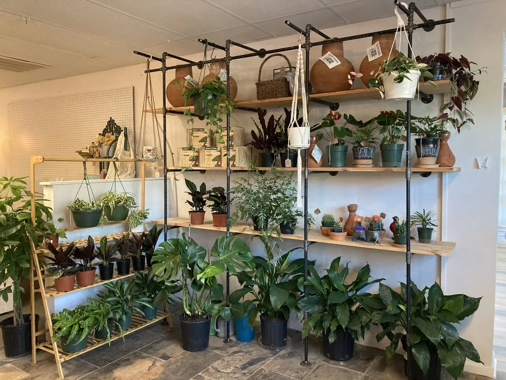 Local yard cleanup service experts serving St. Petersburg, FL - Living Roots Eco Design & Plant Nursery