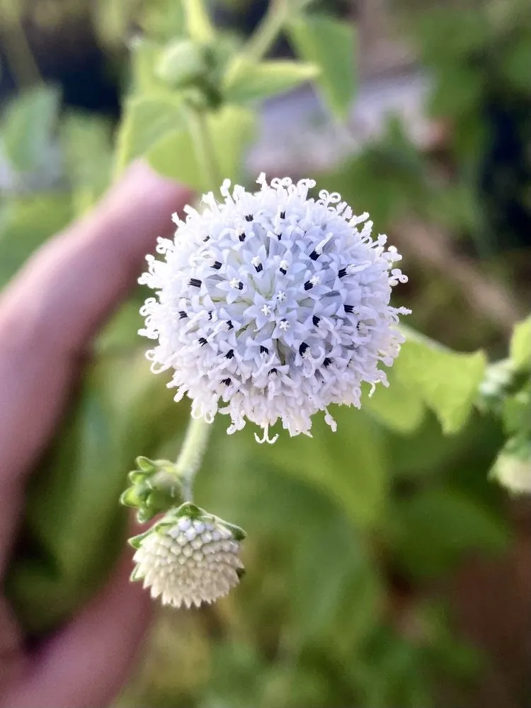Top-rated residential landscaping in St. Petersburg, FL by Living Roots Eco Design & Plant Nursery