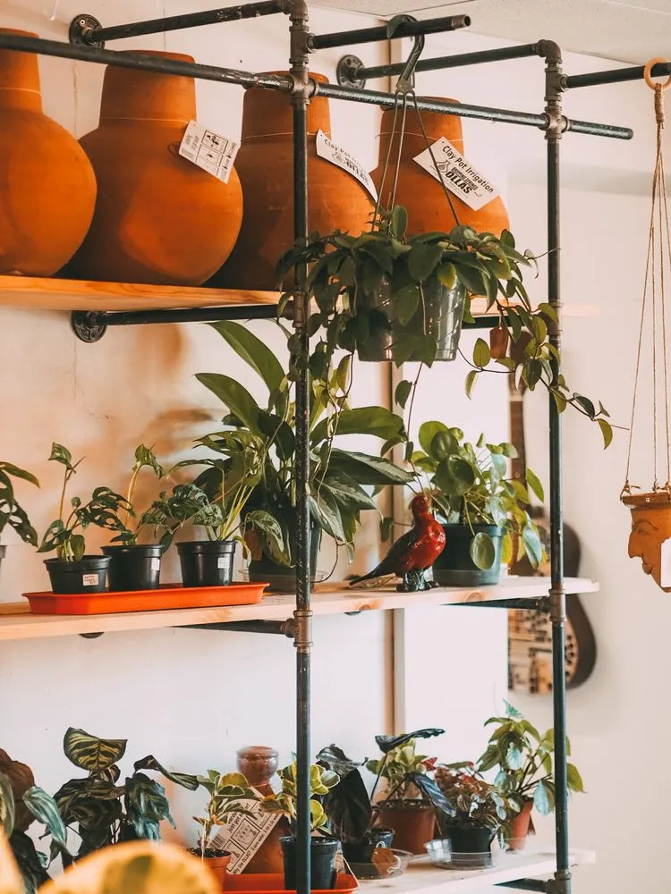 Custom yard maintenance for beautiful yards in St. Petersburg, FL by Living Roots Eco Design & Plant Nursery