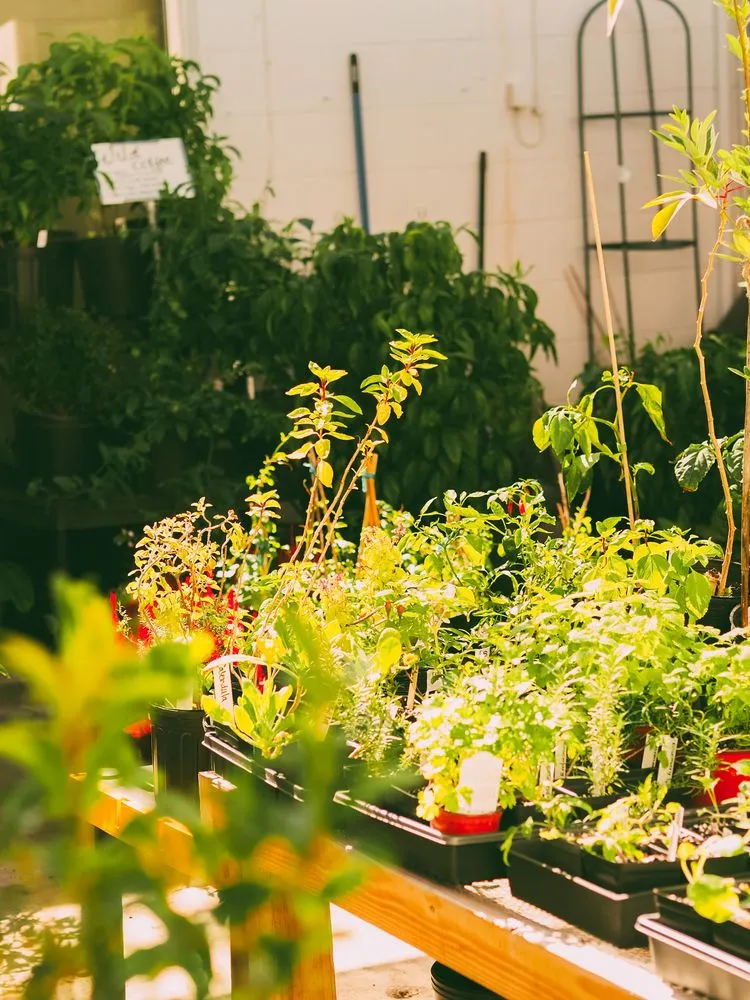 Professional landscaping services with custom design in St. Petersburg, FL by Living Roots Eco Design & Plant Nursery