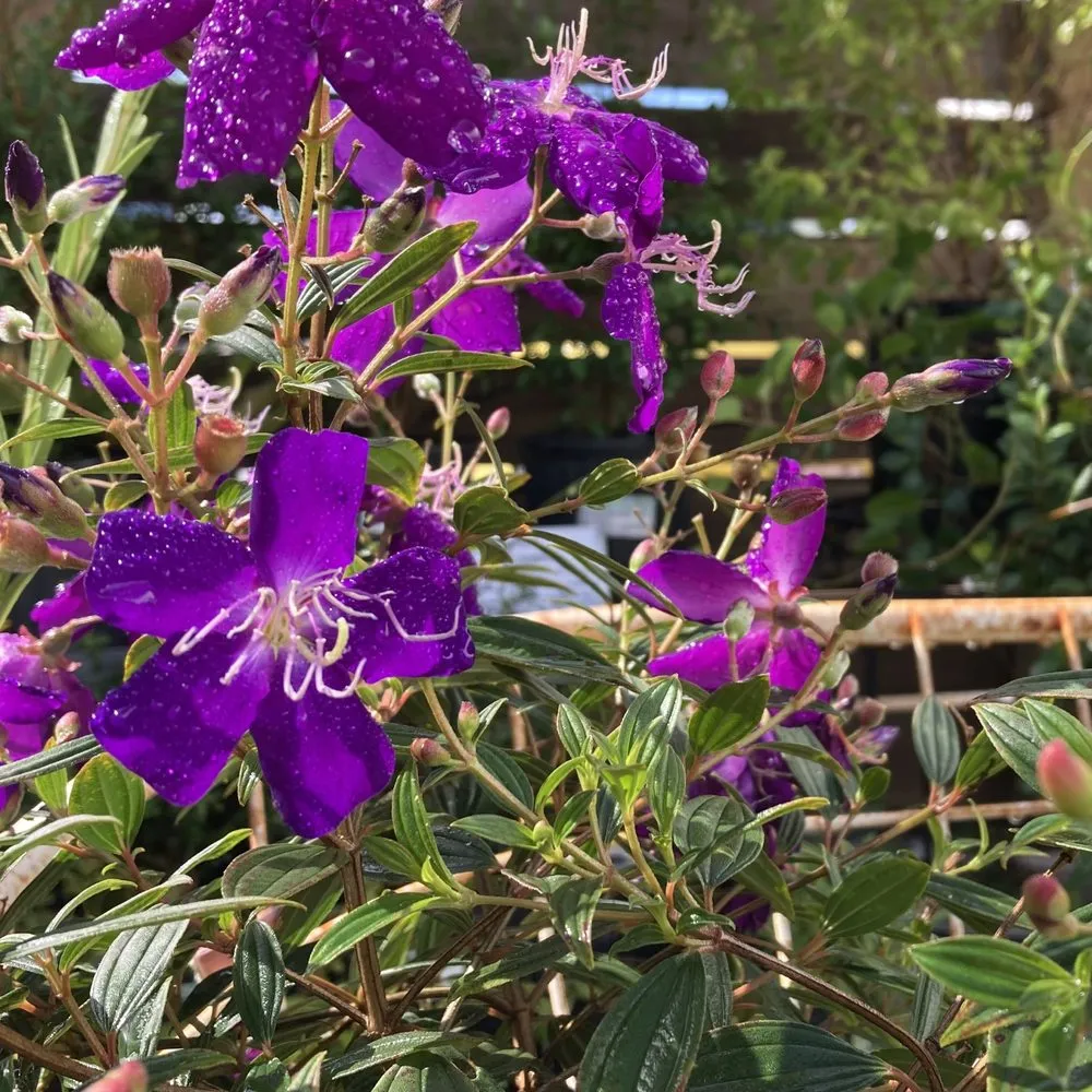 Top-rated landscape design near you across St. Petersburg, FL - Living Roots Eco Design & Plant Nursery