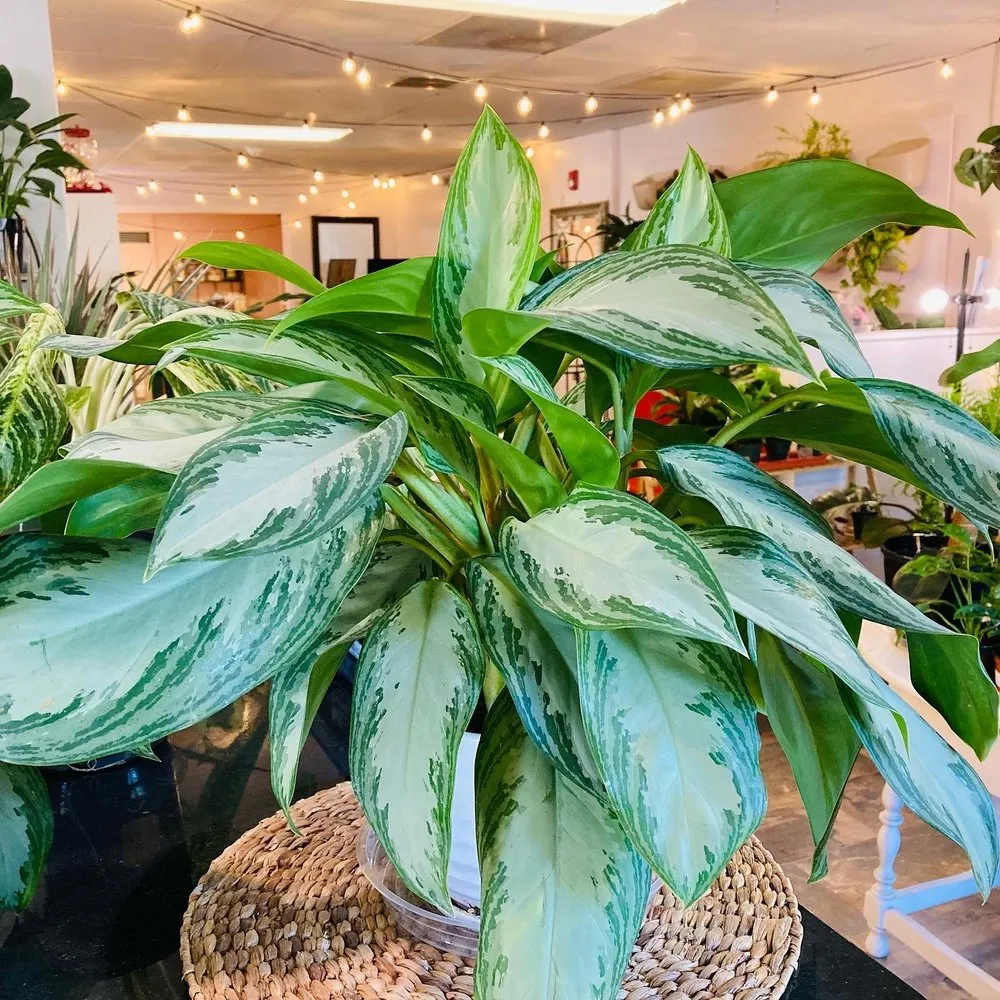 Professional landscape design with custom design across St. Petersburg, FL - Living Roots Eco Design & Plant Nursery