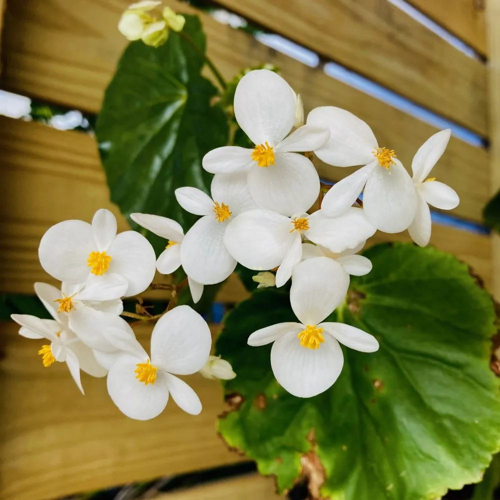 Local lawn mowing service in St. Petersburg, FL - Living Roots Eco Design & Plant Nursery