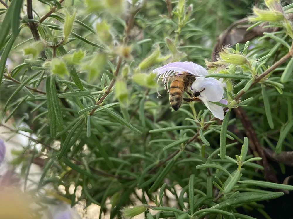 Top-rated yard cleanup service for year-round maintenance across St. Petersburg, FL - Living Roots Eco Design & Plant Nursery