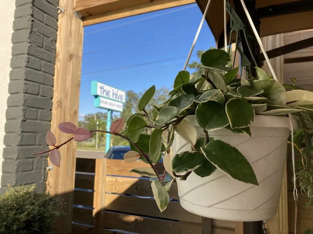 Local yard cleanup service with custom design across St. Petersburg, FL - Living Roots Eco Design & Plant Nursery