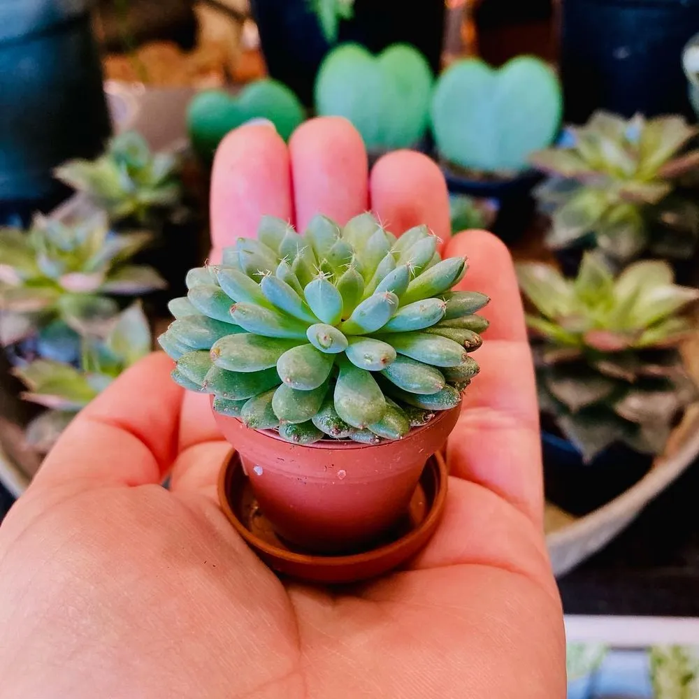 Trusted lawn care service for outdoor upgrades across St. Petersburg, FL - Living Roots Eco Design & Plant Nursery