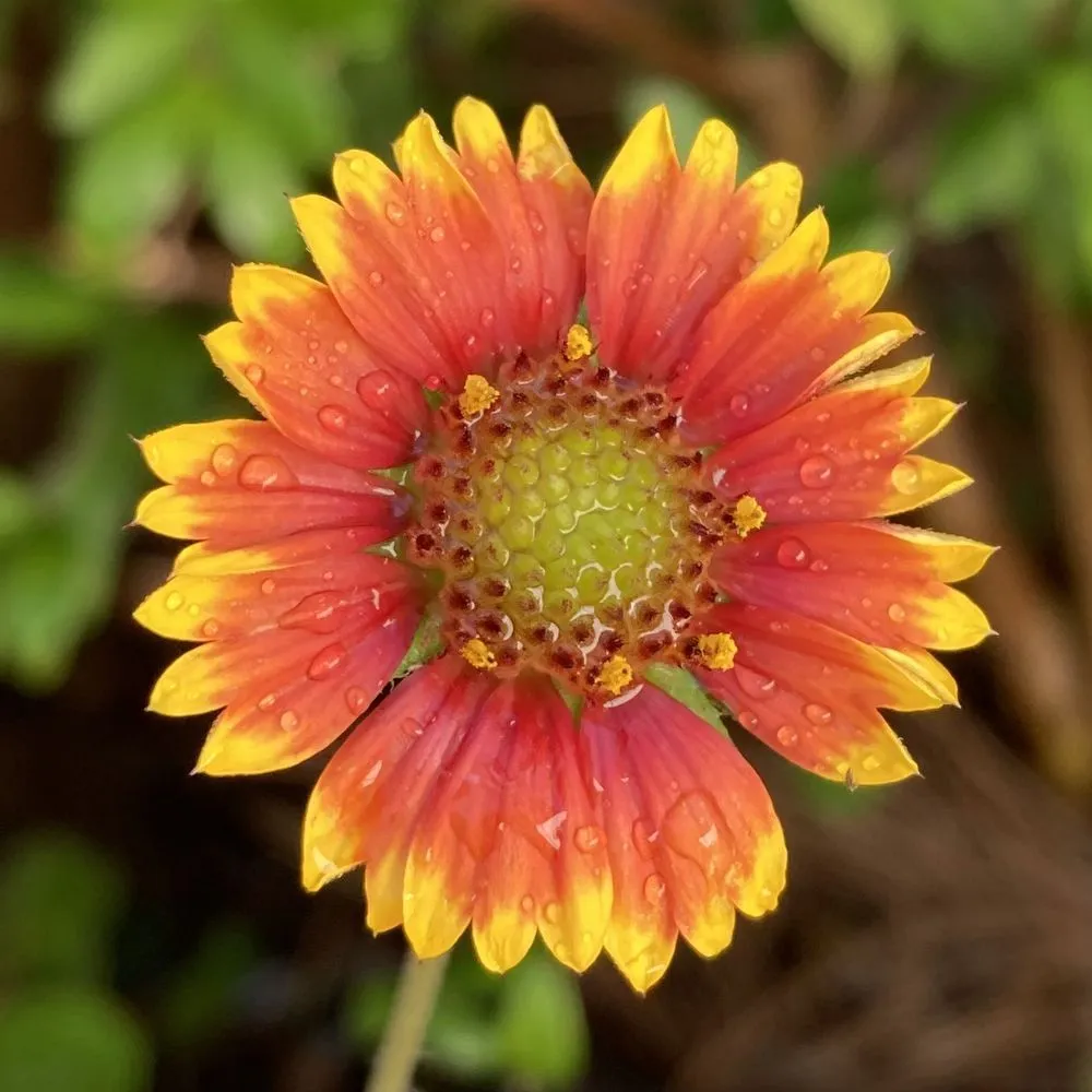 Affordable landscape design experts serving St. Petersburg, FL - Living Roots Eco Design & Plant Nursery