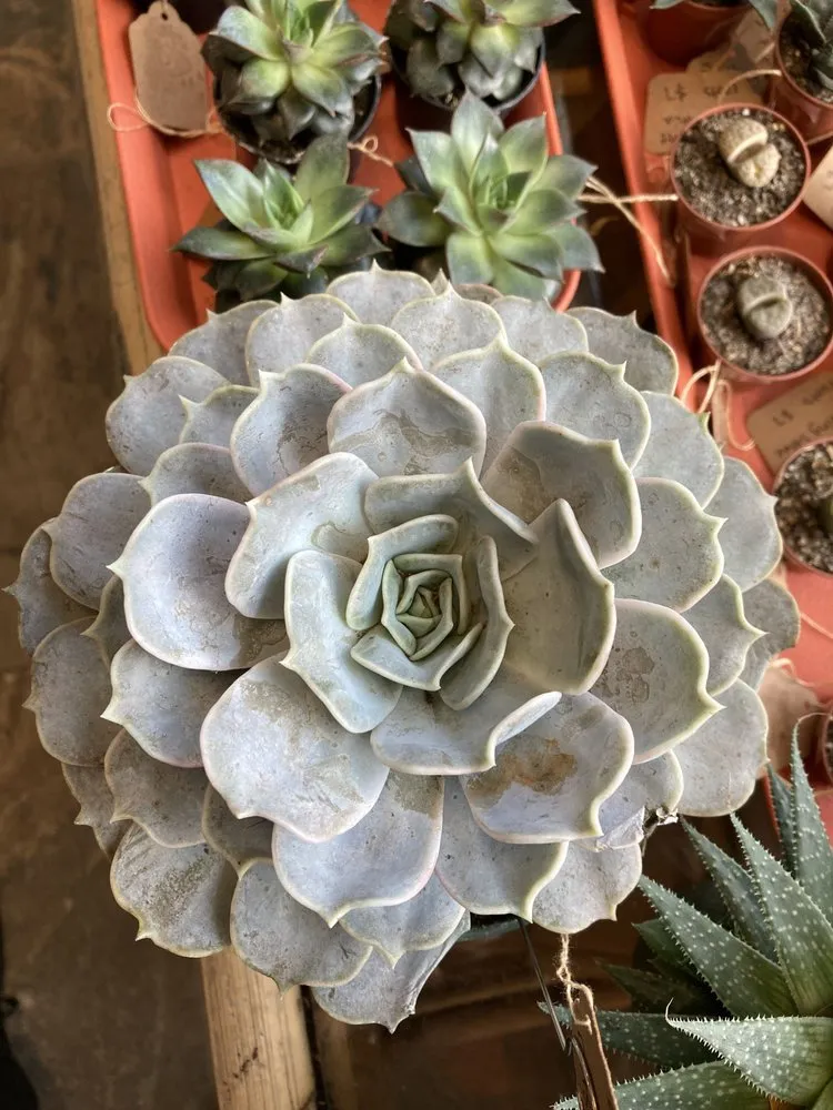 Affordable garden landscaping for homes across St. Petersburg, FL - Living Roots Eco Design & Plant Nursery