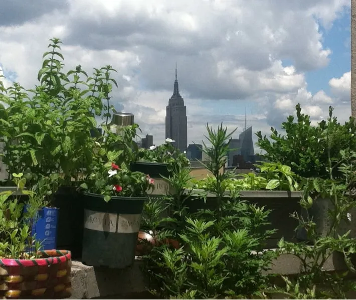 Local yard maintenance in New York, NY by Living Skylines
