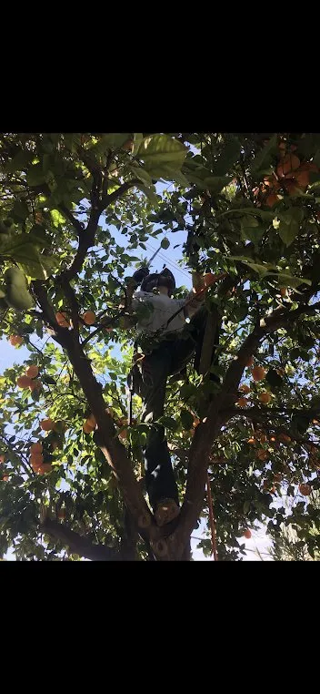 Local landscape installation experts serving Carmichael, CA - Living Systems Tree Care