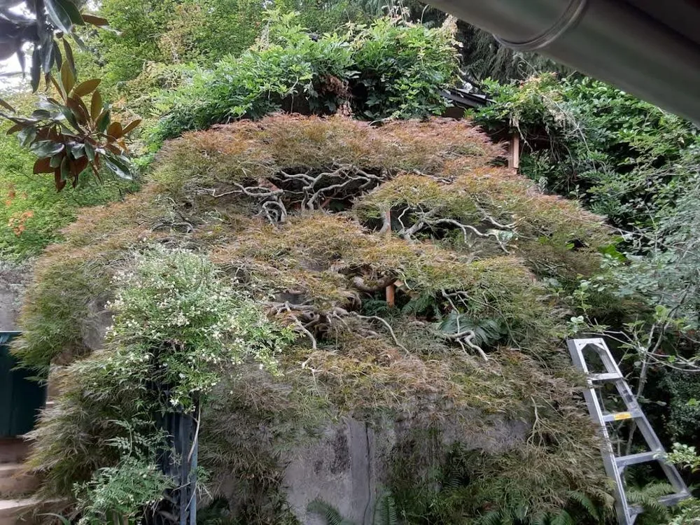 Affordable garden landscaping with custom design across Carmichael, CA - Living Systems Tree Care