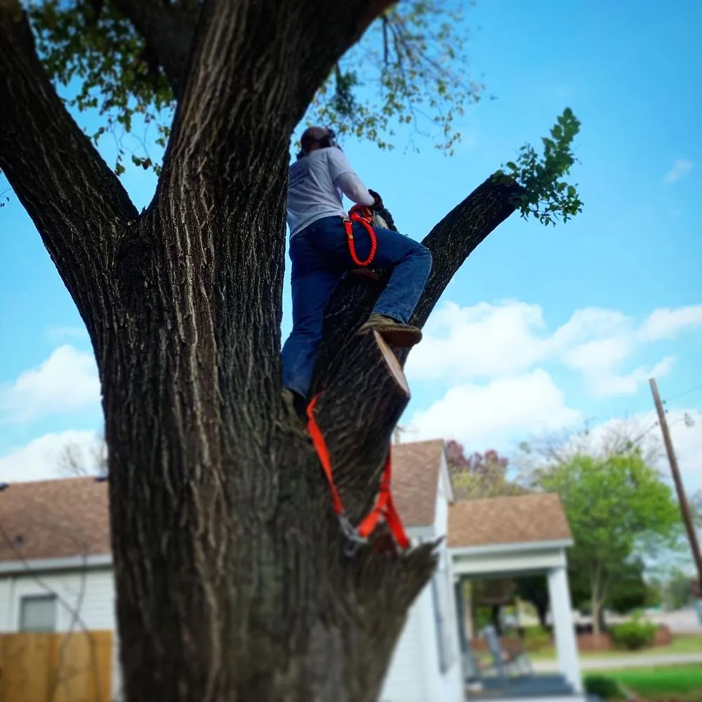 Affordable lawn care service in Whitney, TX - Living Tree