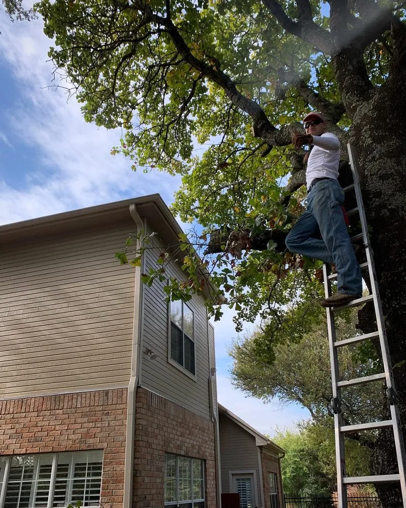 Trusted yard cleanup service in Whitney, TX by Living Tree