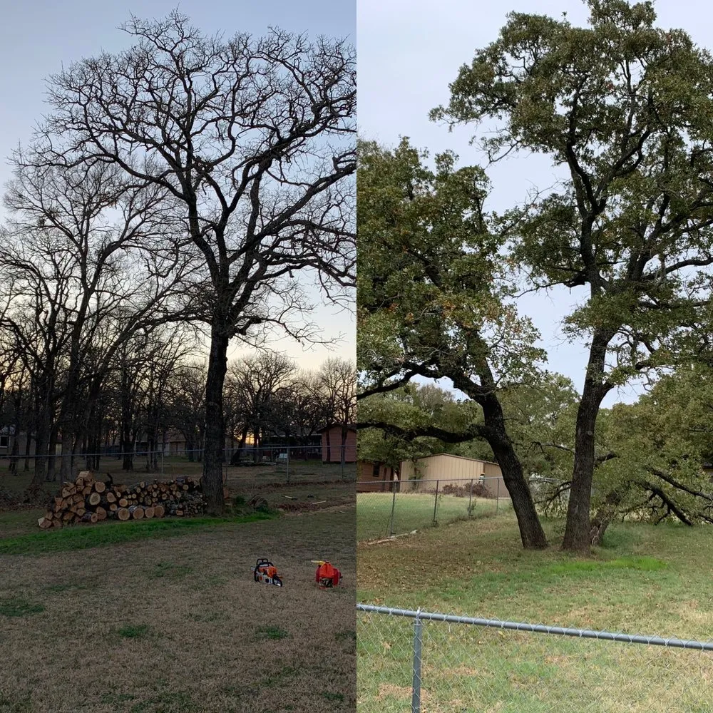 Top-rated lawn mowing service near you across Whitney, TX - Living Tree