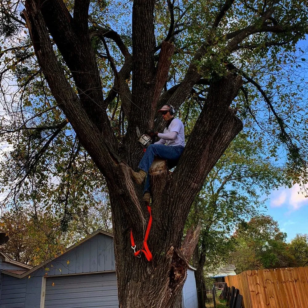 Top-rated lawn care service for residential properties in Whitney, TX by Living Tree