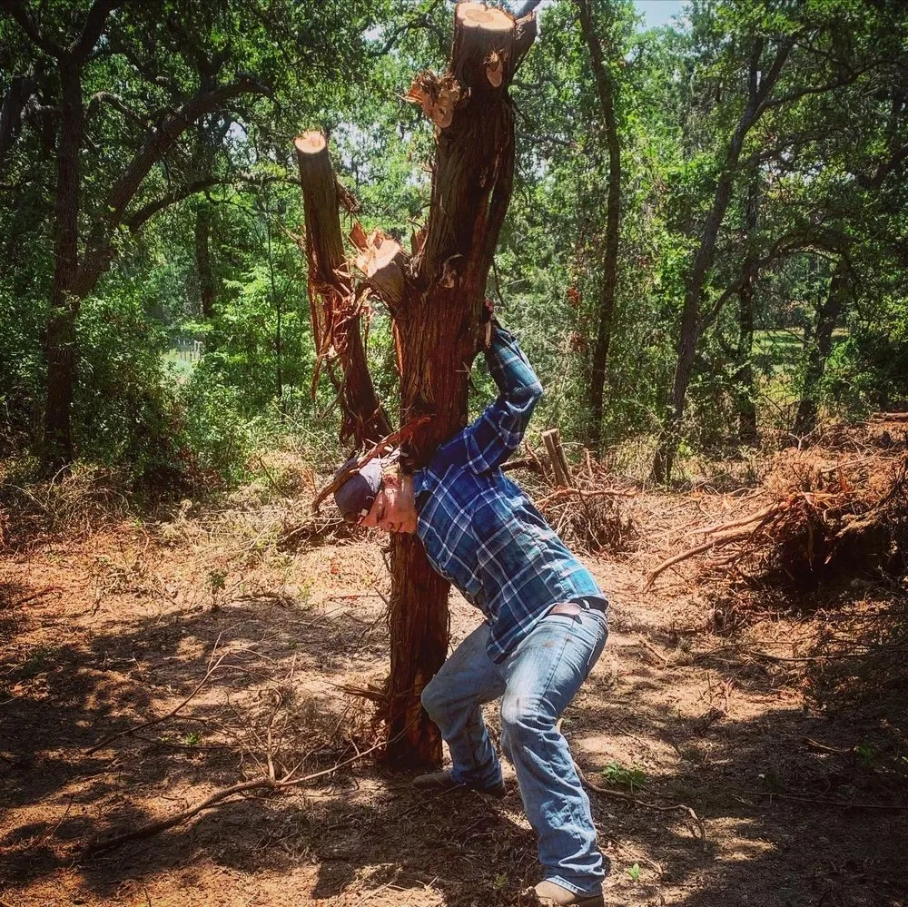 Affordable yard cleanup service experts serving Whitney, TX - Living Tree