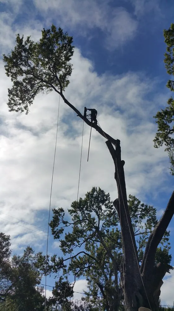 Expert yard cleanup service for year-round maintenance in Katy, TX by Living Trees & Shrubs