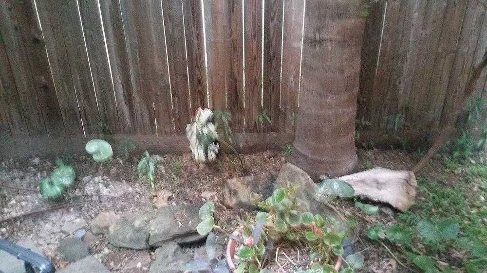 Trusted landscape design for outdoor upgrades in Katy, TX by Living Trees & Shrubs