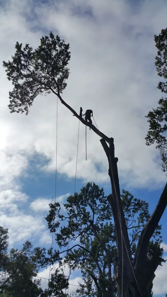 Local outdoor landscaping for homes in Katy, TX by Living Trees & Shrubs