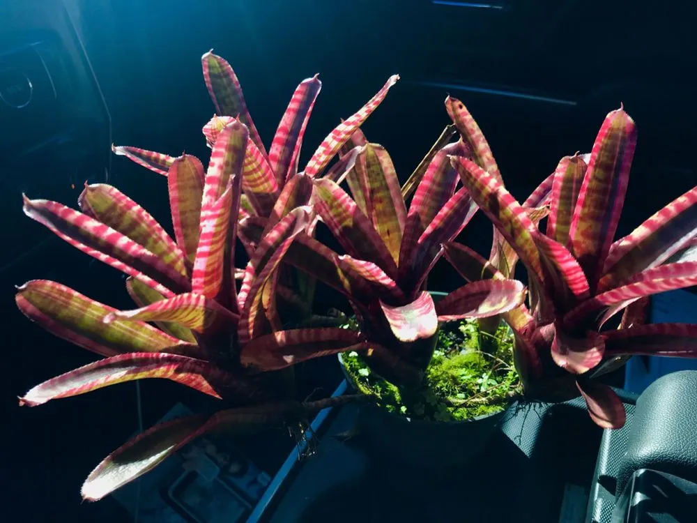 Local landscape installation experts serving Palm City, FL - Living Water Landscape