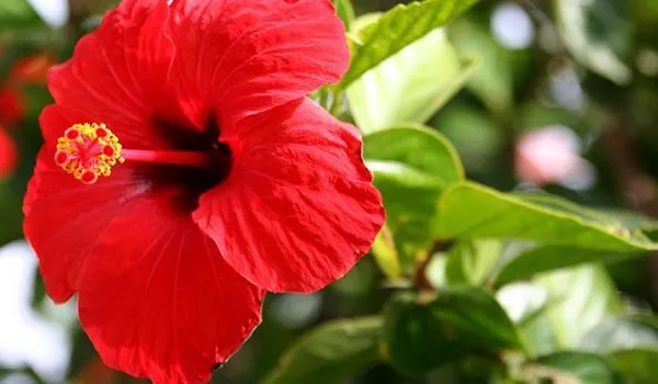 Top-rated garden landscaping in Menifee, CA by Living Water Landscaping