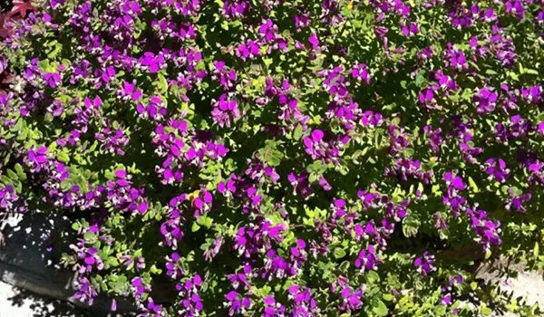 Local landscaping services in Menifee, CA - Living Water Landscaping