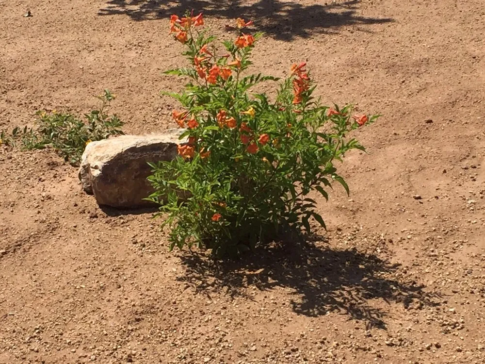 Affordable outdoor landscaping experts serving Menifee, CA - Living Water Landscaping