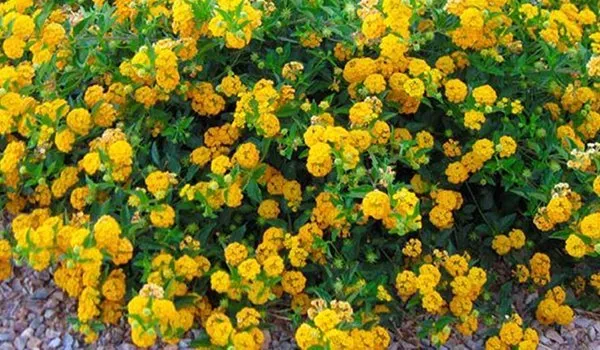 Reliable garden landscaping for year-round maintenance in Menifee, CA by Living Water Landscaping