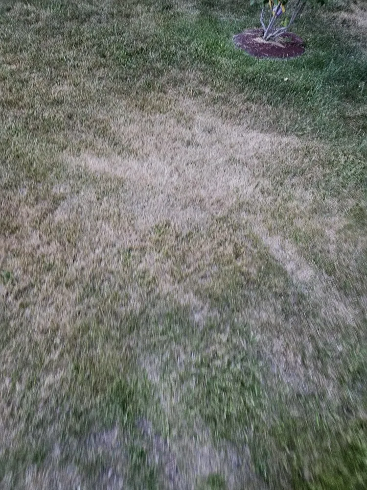 Professional lawn care service in Spokane, WA by Living Water Lawn & Tree Care