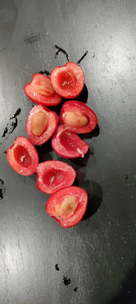 Local outdoor landscaping in Spokane, WA - Living Water Lawn & Tree Care