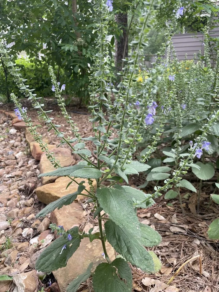 Reliable yard maintenance for year-round maintenance in Conroe, TX by Living Wild