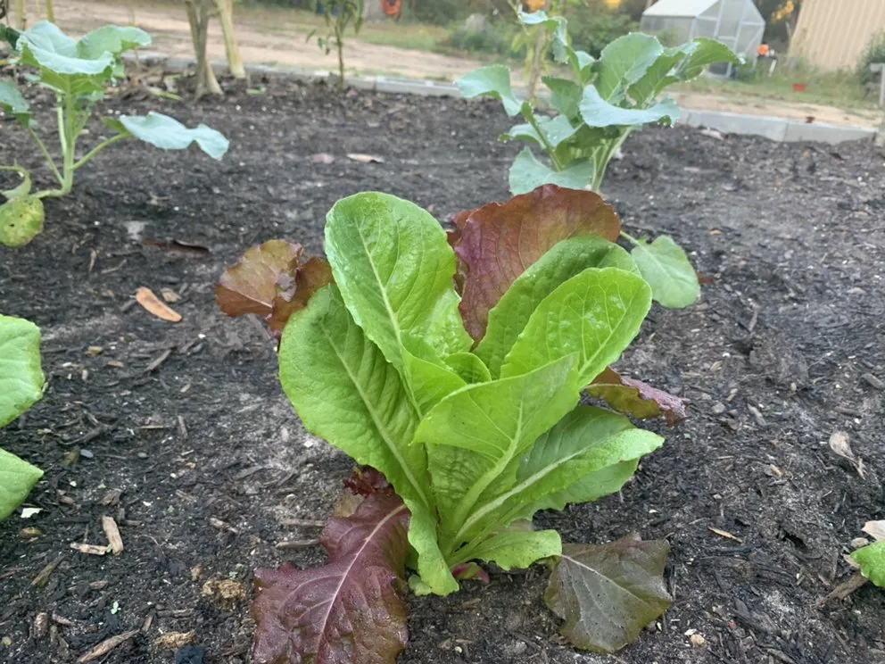 Reliable landscape installation in Conroe, TX by Living Wild