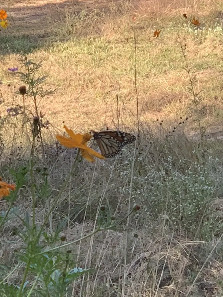 Reliable lawn care service for residential properties in Conroe, TX by Living Wild