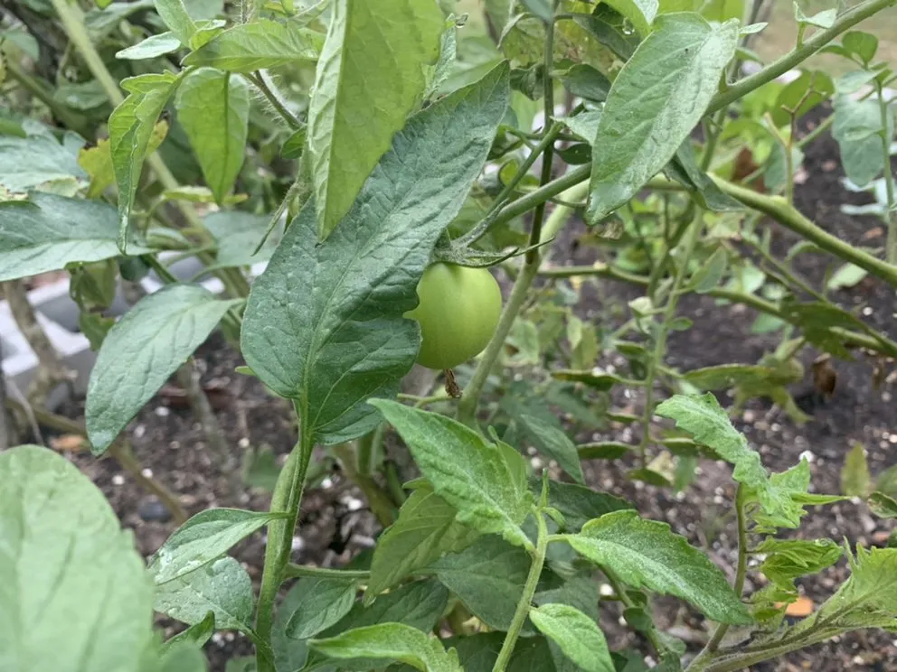 Top-rated lawn mowing service experts serving Conroe, TX - Living Wild