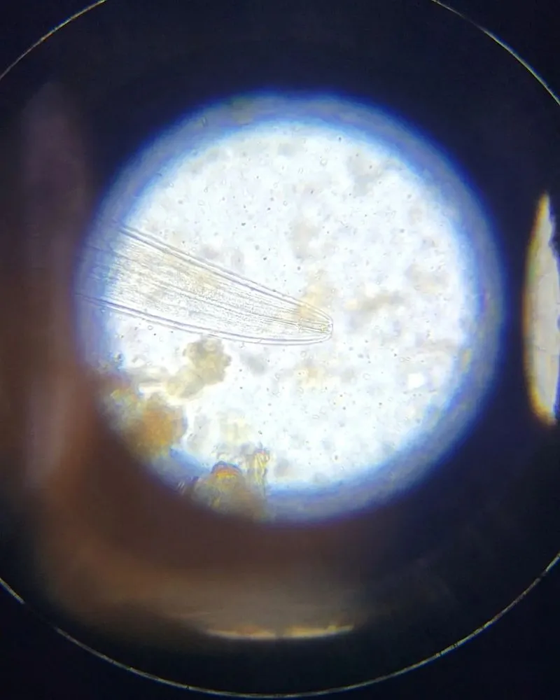 Local lawn care service in Houston, TX by Living With Soil Landscaping