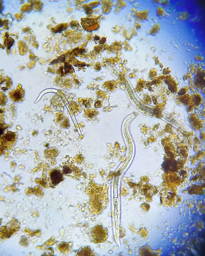 Local landscaping services in Houston, TX by Living With Soil Landscaping