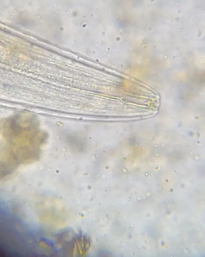 Reliable lawn mowing service for homes across Houston, TX - Living With Soil Landscaping