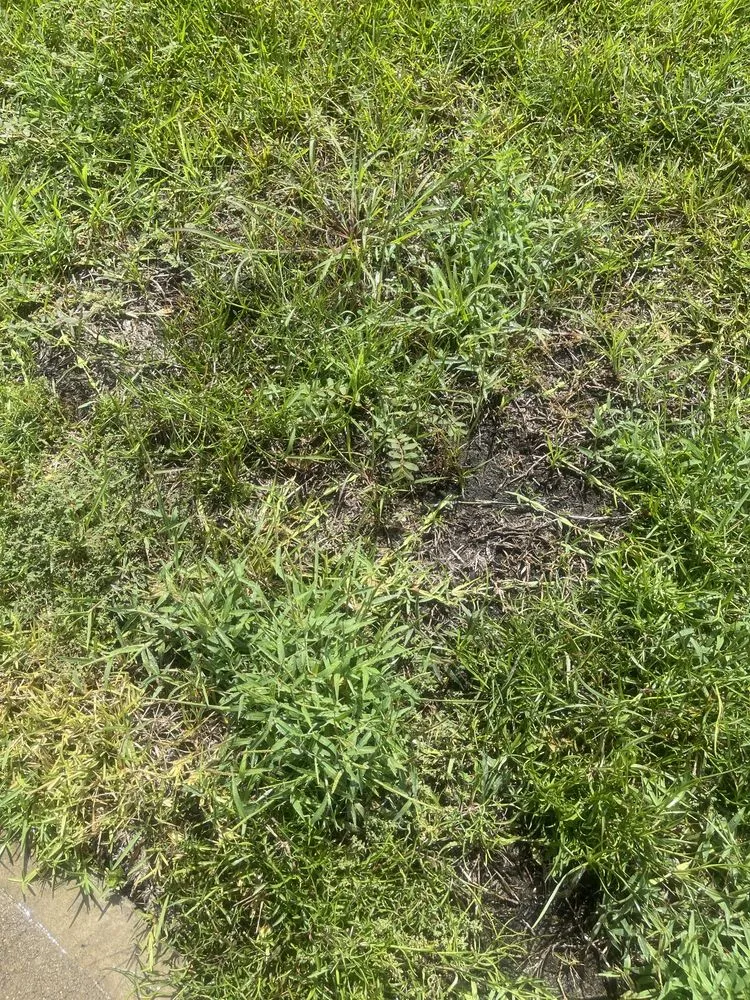 Local lawn care service experts serving Houston, TX - Living With Soil Landscaping