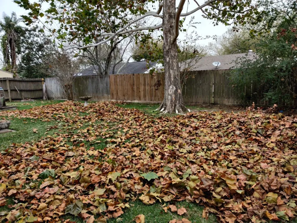 Local landscaping services for residential properties across Webster, TX - Lizama's Lawn Services