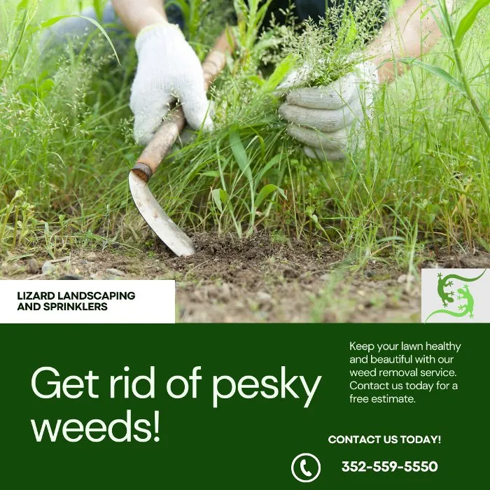 Expert yard cleanup service in Beverly Hills, FL - Lizard Landscaping and Sprinklers