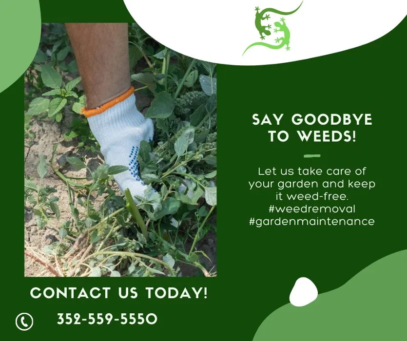 Expert landscaping services near you in Beverly Hills, FL by Lizard Landscaping and Sprinklers