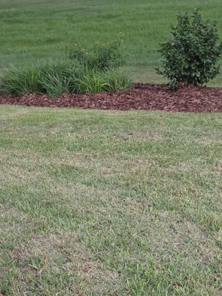 Custom lawn mowing service experts serving Beverly Hills, FL - Lizard Landscaping and Sprinklers