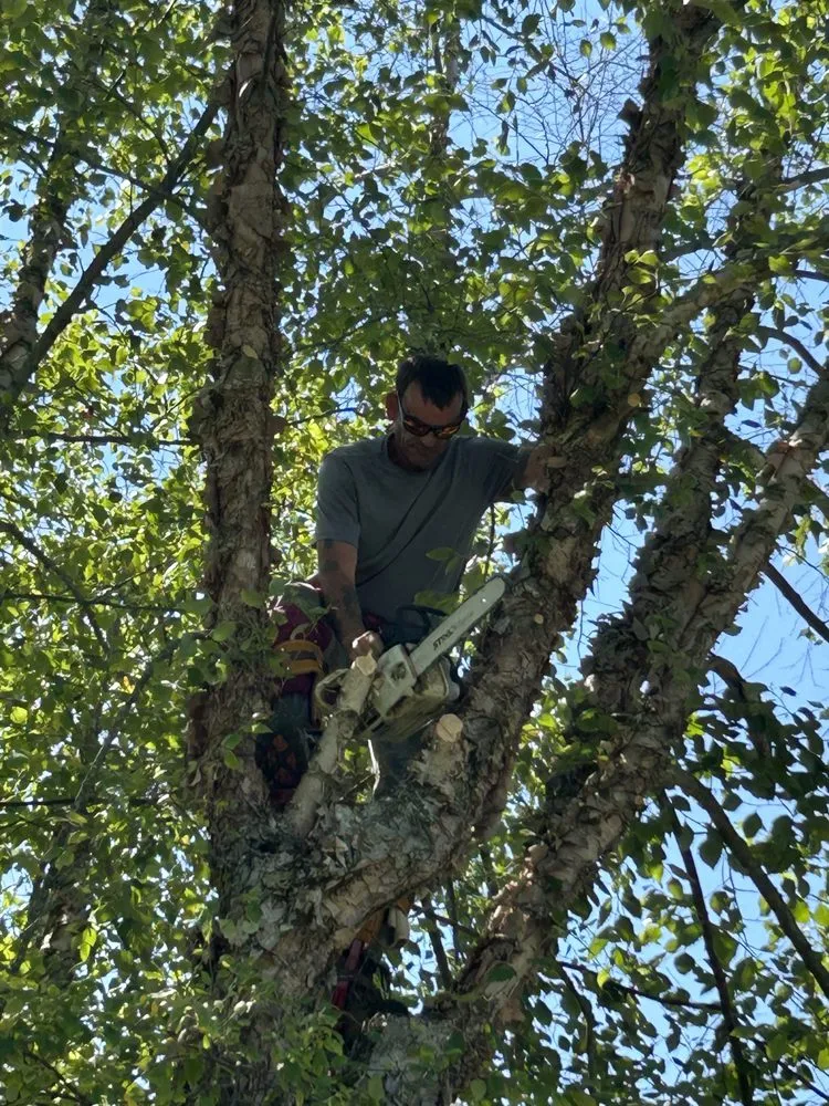 Local lawn care service in Walnut Grove, MO - Lizard Lawn & Tree Care