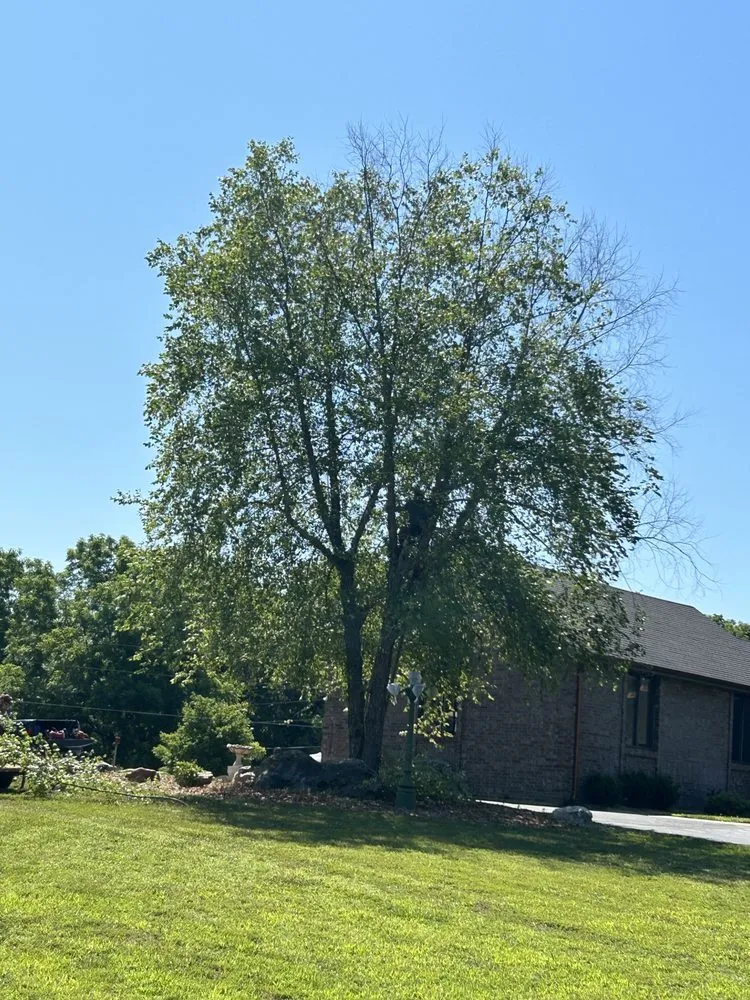 Top-rated landscape design in Walnut Grove, MO - Lizard Lawn & Tree Care