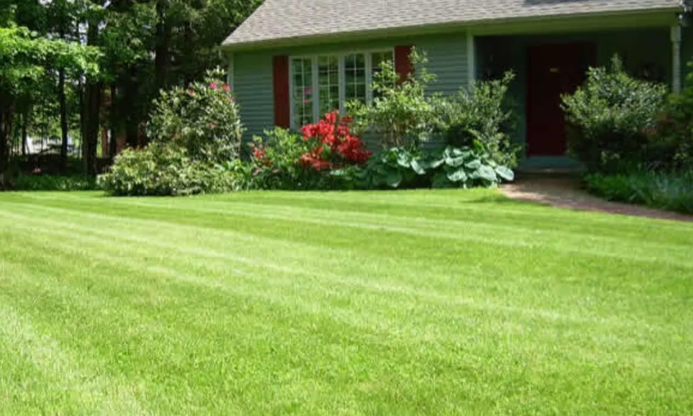 Top-rated landscaping services near you across Louisville, KY - Lizard Services