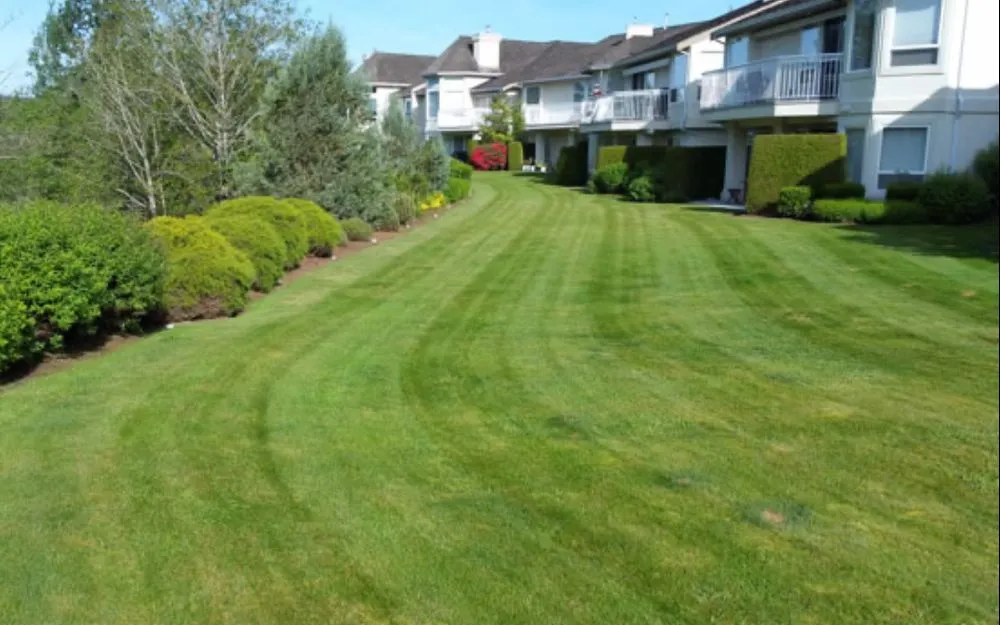 Professional landscaping services in Louisville, KY - Lizard Services